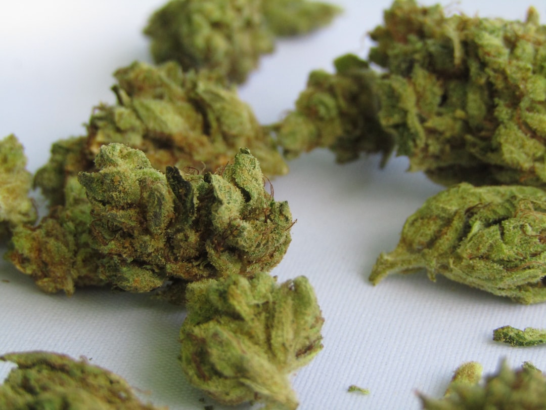 Jak ocenić jakość nasion marihuany kolekcjonerskich? – kluczowe czynniki do uwzględnienia